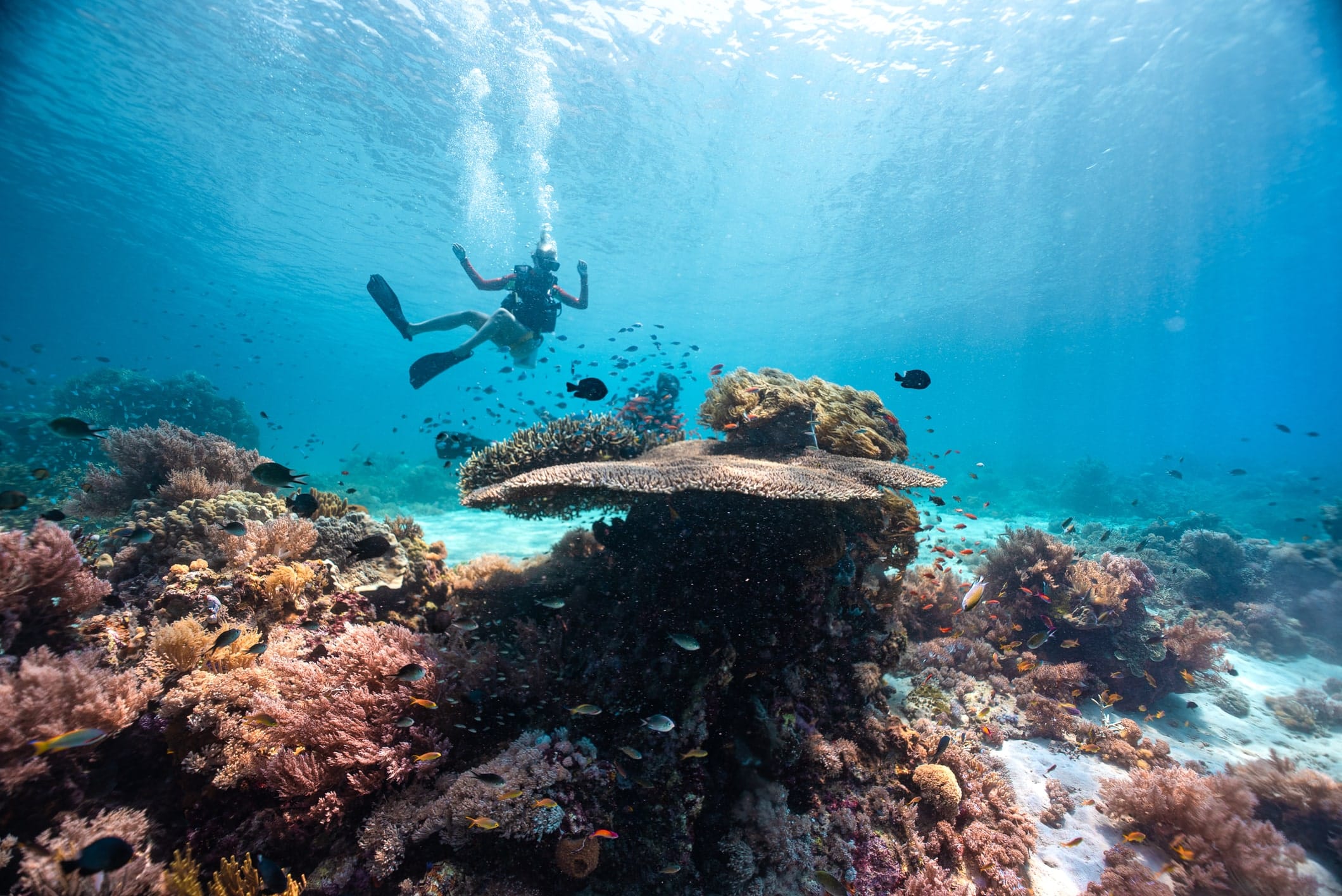 Underwater picture with a diver and lots of fish